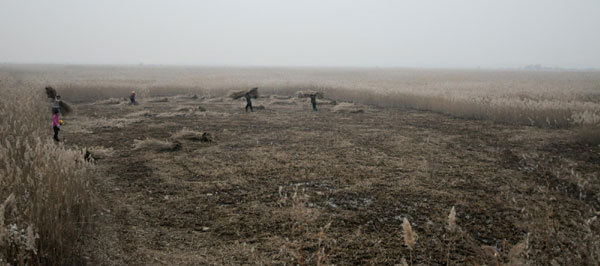 Harvest time on the wetlands