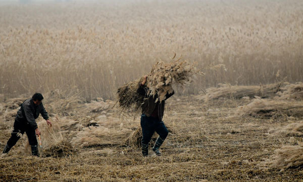 Harvest time on the wetlands