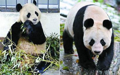 UK to welcome 2 giant pandas from China