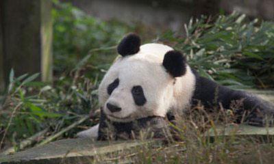 UK to welcome 2 giant pandas from China
