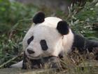 UK to welcome 2 giant pandas from China