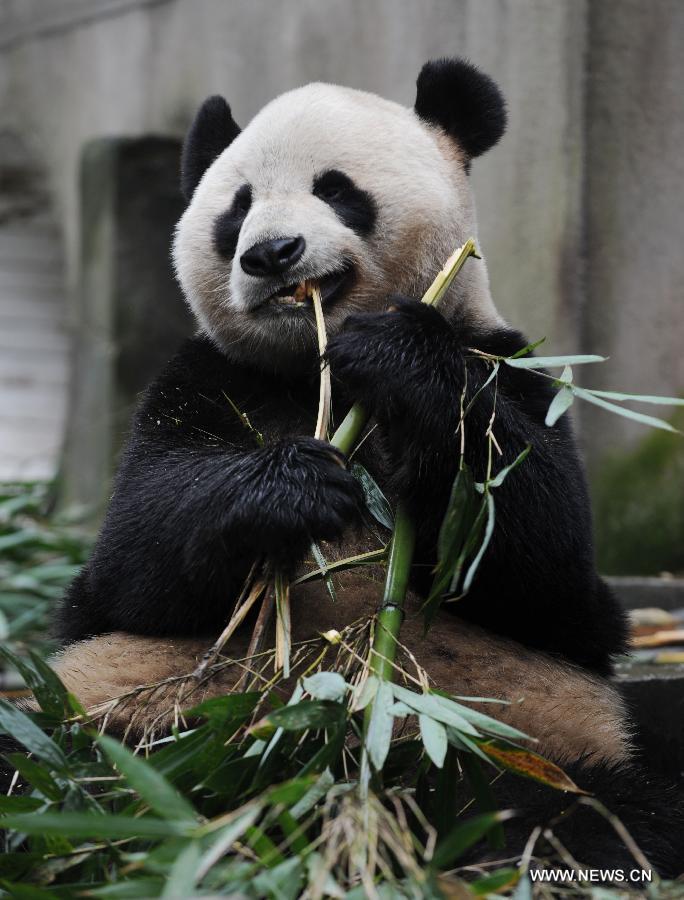 The panda Yang Guang eats bamboo prior to the journey to Edinburgh, in Ya'an, southwest China's Sichuan Province, Dec. 3, 2011. As part of a ten-year joint research program, Tian Tian and Yang Guang, the pair of giant pandas, were set off for the Edinburgh Zoo from the Giant Panda Conservation and Research Center in Sichuan here on Saturday.