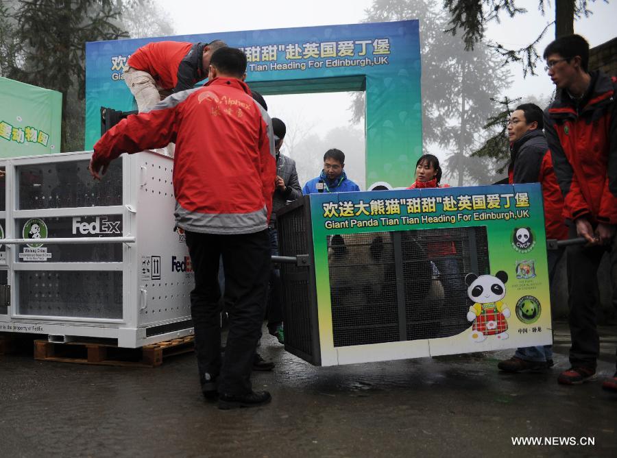 Staff carry Tian Tian onto the truck in Ya'an, southwest China's Sichuan Province, Dec. 3, 2011. As part of a ten-year joint research program, Tian Tian and Yang Guang, the pair of giant pandas, were set off for the Edinburgh Zoo from the Giant Panda Conservation and Research Center in Sichuan here on Saturday.