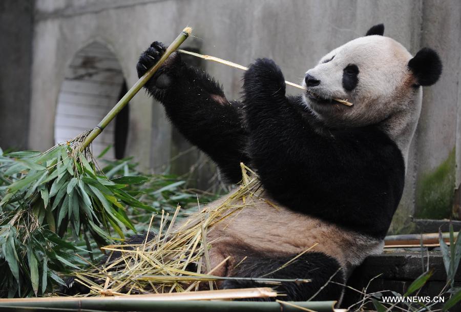 The panda Yang Guang eats bamboo prior to the journey to Edinburgh, in Ya'an, southwest China's Sichuan Province, Dec. 3, 2011. As part of a ten-year joint research program, Tian Tian and Yang Guang, the pair of giant pandas, were set off for the Edinburgh Zoo from the Giant Panda Conservation and Research Center in Sichuan here on Saturday.