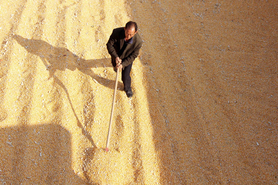 Bumper harvest of grain seen in Shandong