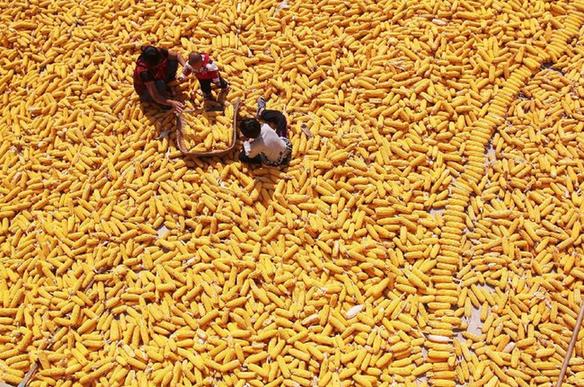 Bumper harvest of grain seen in Shandong