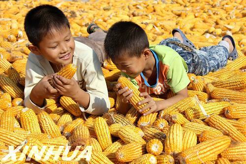 Bumper harvest of grain seen in Shandong