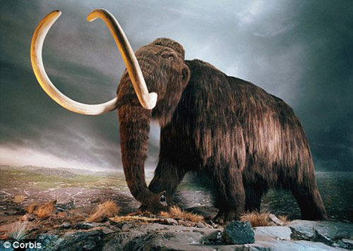 Mammoths became extinct about 10,000 years ago. [Agencies]