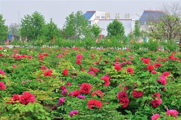 Caozhou Peony Garden 