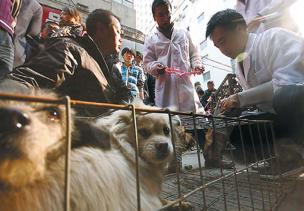 Stray dogs saved from meat market