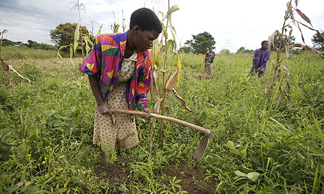 African farmers working in the field [File photo] 