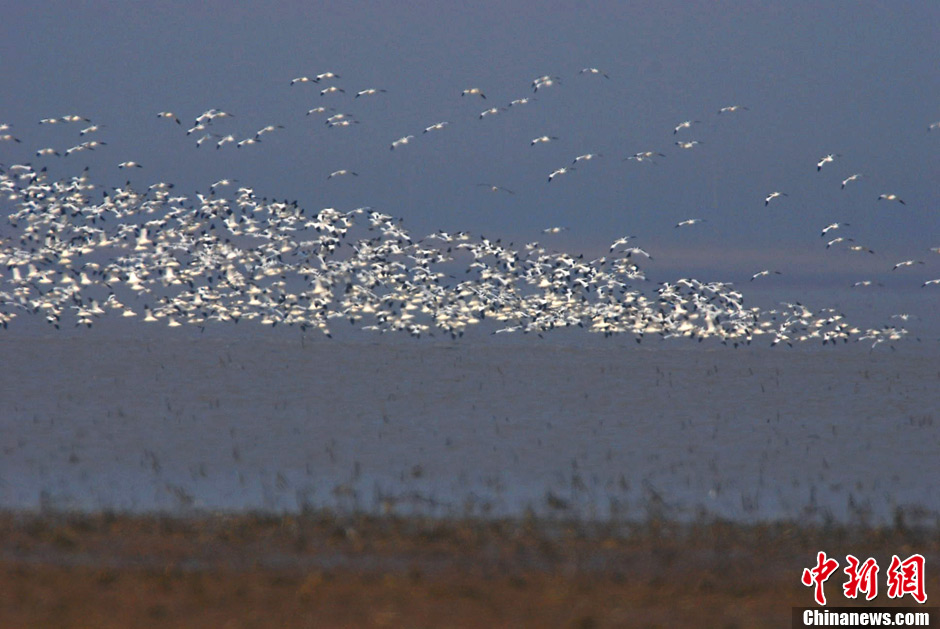 Thousands of birds have arrived at the Poyang Lake, the largest winter habitat for migratory-birds in the world. 