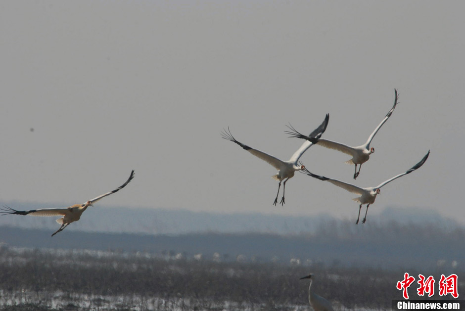 Thousands of birds have arrived at the Poyang Lake, the largest winter habitat for migratory-birds in the world. 
