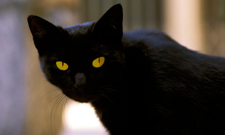 A black cat, Tommaso, a four-year-old stray, has become the world's richest cat. [Agencies]