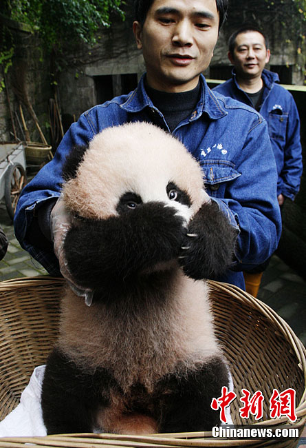 The panda baby met the public for the first time in Chongqing since her birth 100 days ago. 