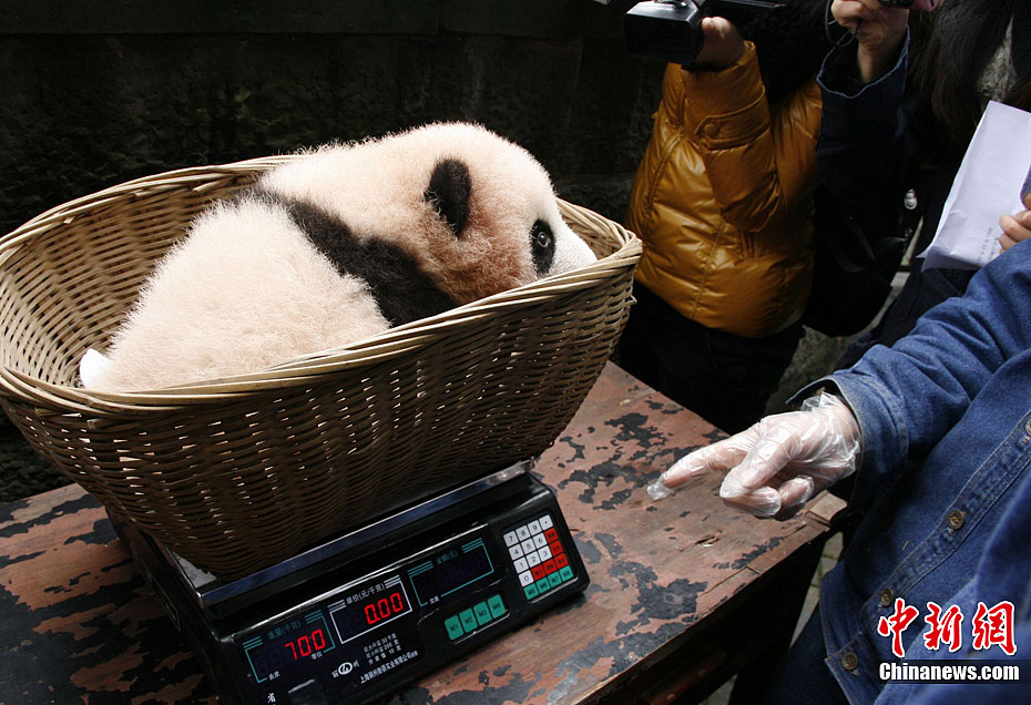 The panda baby met the public for the first time in Chongqing since her birth 100 days ago. 