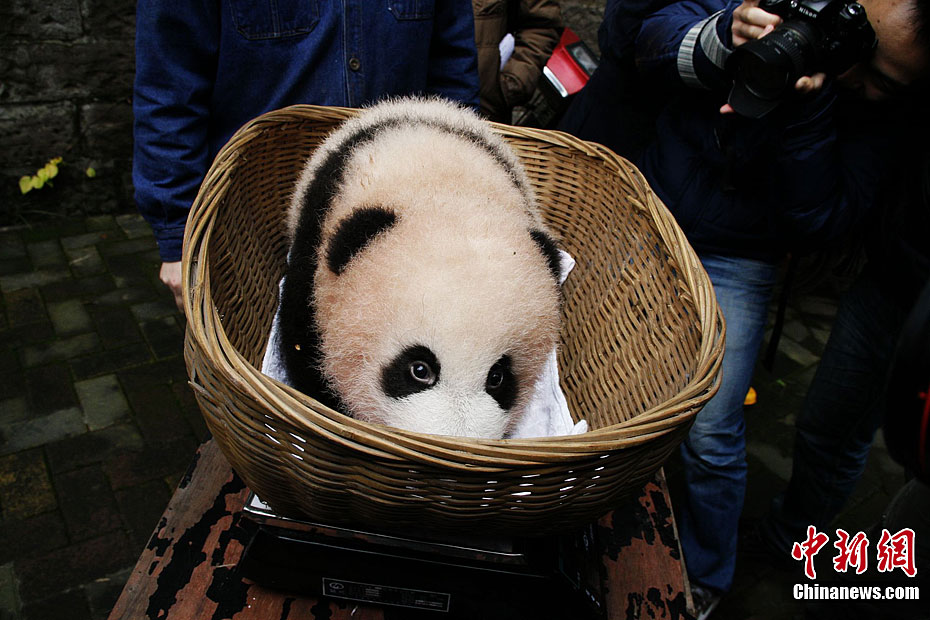 The panda baby met the public for the first time in Chongqing since her birth 100 days ago. 