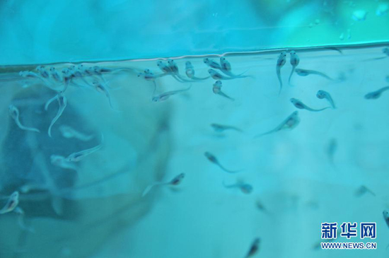 A total of 50,000 artificially propagated acipenser sinensis, Chinese sturgeon, have been born in Yichang, Central China's Hubei province to increase wild stocks of the rare species.