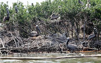 Pelicans nesting on oily shoreline behind containment booms in Barataria Bay, Louisiana, June 6, 2010. [Greenpeace USA]
