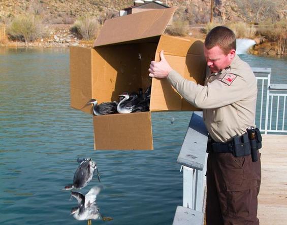 Crews went to work cleaning up the dead birds and rescuing the survivors after the creatures crash-landed in the St. George area Monday night. [Agencies] 