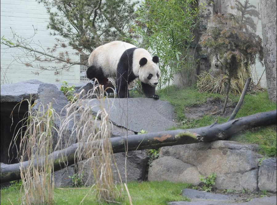 Chinese pandas open to public view in Britain