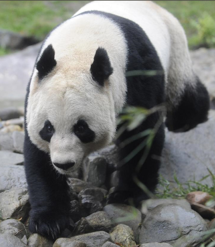 Chinese pandas open to public view in Britain
