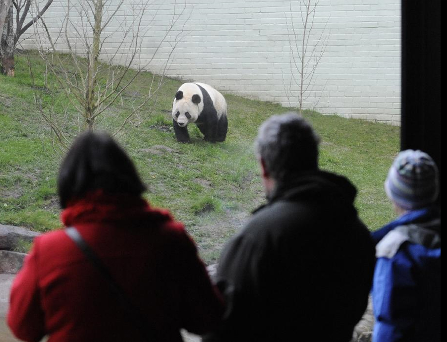 chinese-pandas-open-to-public-view-in-britain-china-cn