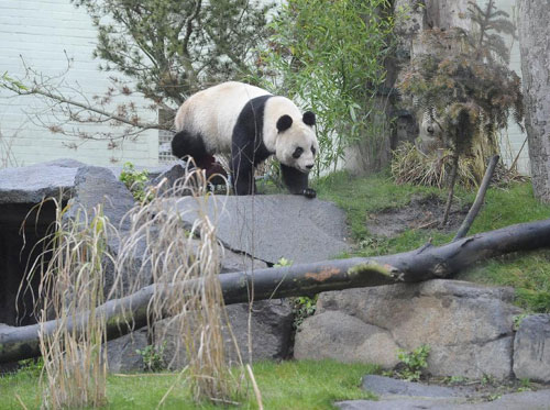 Chinese pandas open to public in Britain