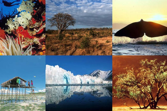 The United Nations marks its Decade on Biodiversity 2011-2020. [un.org]