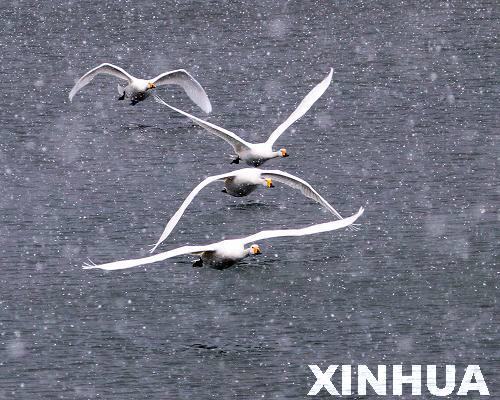 Beautiful Rongcheng Swan Lake in snow