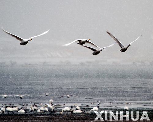 Beautiful Rongcheng Swan Lake in snow