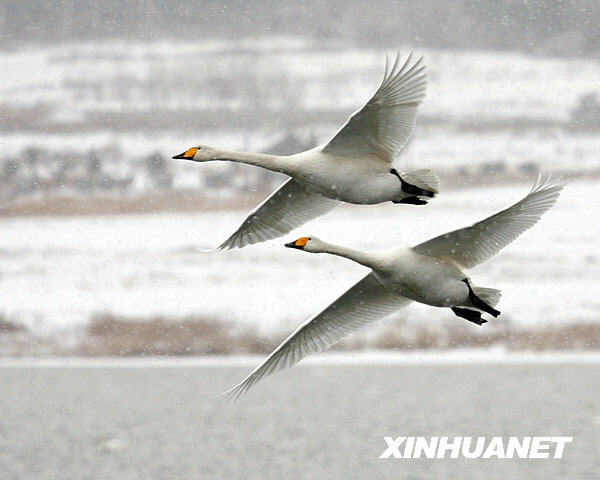 Beautiful Rongcheng Swan Lake in snow