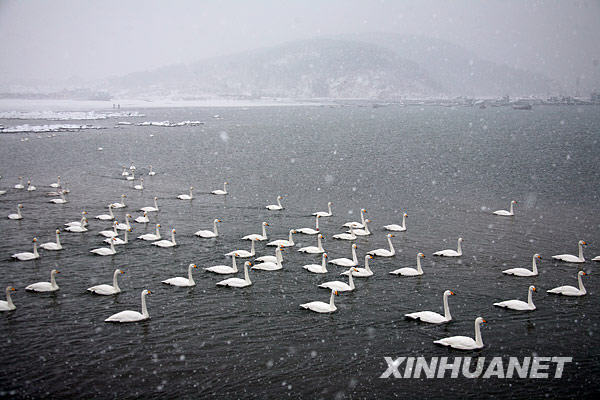 Beautiful Rongcheng Swan Lake in snow