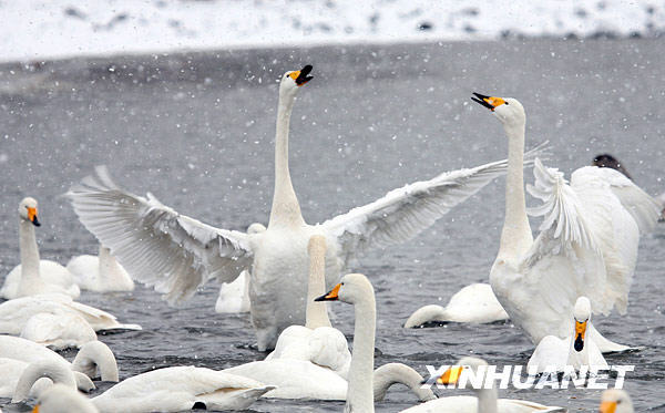 Beautiful Rongcheng Swan Lake in snow