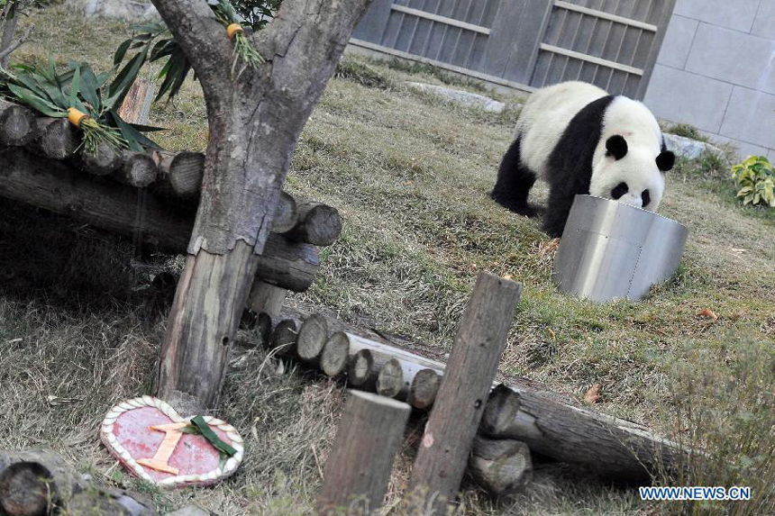 Photo taken on Dec. 18, 2011 shows giant panda Kai Kai at the panda pavilion in Macao, south China. A ceremony was held here Sunday to celebrate the 1st anniversary of the arrival of Kai Kai and Xin Xin, the giant panda pair that the central government presented Macao Special Administrative Region, in Macao.