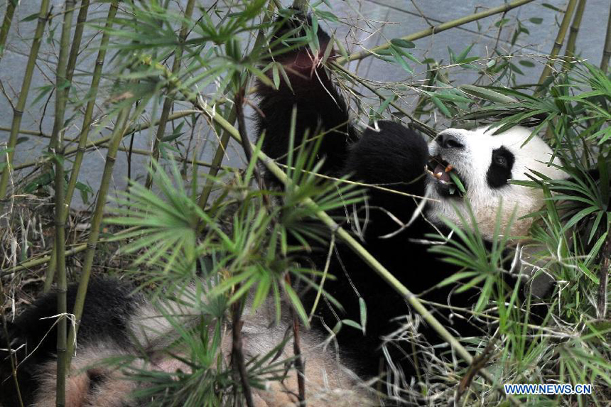 Photo taken on Dec. 18, 2011 shows giant panda Xin Xin at the panda pavilion in Macao, south China. A ceremony was held here Sunday to celebrate the 1st anniversary of the arrival of Kai Kai and Xin Xin, the giant panda pair that the central government presented Macao Special Administrative Region, in Macao.