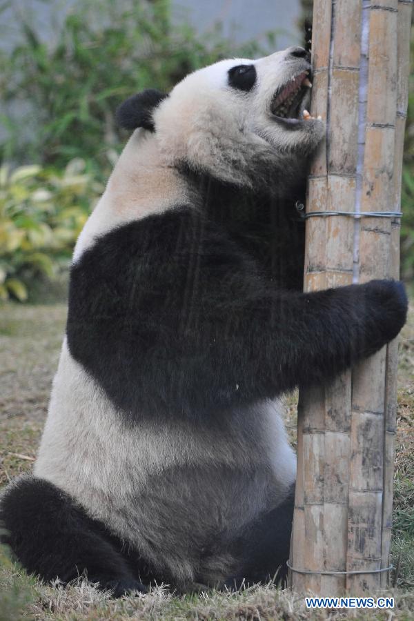 Photo taken on Dec. 18, 2011 shows giant panda Kai Kai at the panda pavilion in Macao, south China. A ceremony was held here Sunday to celebrate the 1st anniversary of the arrival of Kai Kai and Xin Xin, the giant panda pair that the central government presented Macao Special Administrative Region, in Macao.