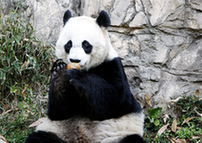 Giant panda Mei Xiang, on loan from China with Tian Tian, another giant panda, eats a fruit at the US Smithsonian's National Zoo in Washington on Dec 19, 2011. [Xinhua] 