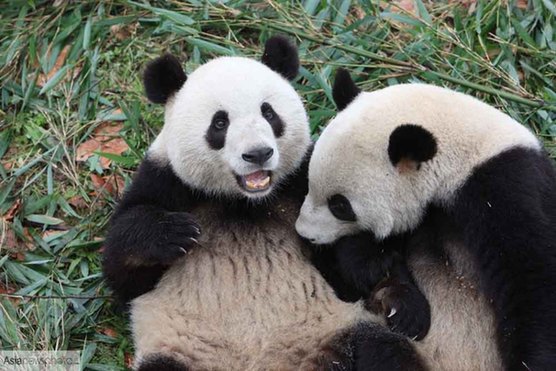 Yingying (L) and Gongzai, two of the six pandas to be released to a protected natural area in Dujiangyan. [China Daily] 