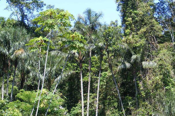 The Amazon plants [un.org] 