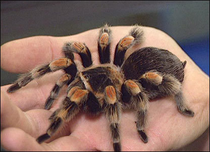 A new study shows that tiny spiders have huge brains compared to their body sizes. [File photo] 