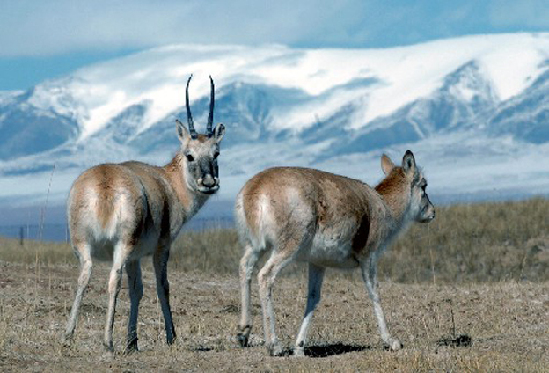 Tibetan antelope.[File photo]
