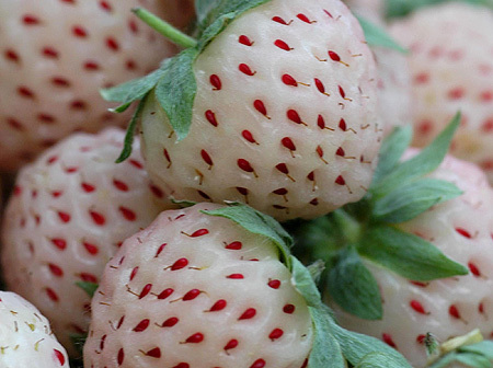 A strawberry that tastes like a pineapple went on sale last year, but it is set to dominate fruit sales this summer. [File photo]