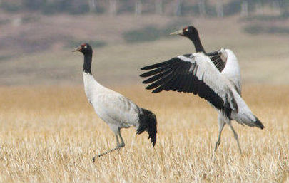 Tibet home to 80% of world's black-necked cranes. [File photo] 