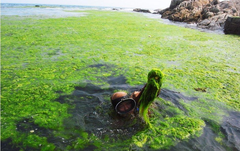 Photo taken on July 26, 2011, shows the sea and the algae off the coastline of Qingdao, Shandong Province. The North China Sea Marine Forecasting Center of State Oceanic Administration forecasted that the green algae would continue spreading northward, and some would be washed ashore from July 26 to 28.