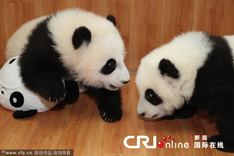 Panda cubs play with a toy - a New Year gift - in a nursery room at China&apos;s Giant Panda Protection and Research Center in Ya&apos;an, Southwest China&apos;s Sichuan province, Dec 28, 2011.