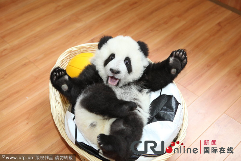 A panda cub plays with a toy - a New Year gift - in a nursery room at China&apos;s Giant Panda Protection and Research Center in Ya&apos;an, Southwest China&apos;s Sichuan province, Dec 28, 2011.