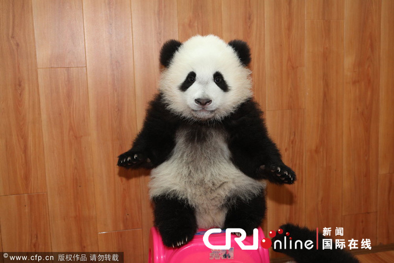 A panda stands on a stool at China's Giant Panda Protection and Research Center in Ya'an, Dec 28, 2011. 