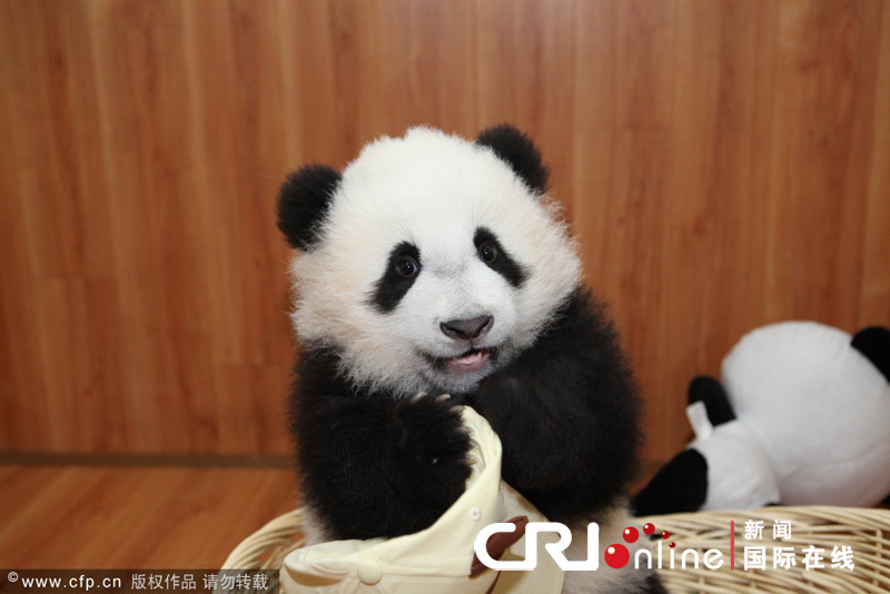 A panda cub plays with a toy - a New Year gift - in a nursery room at China's Giant Panda Protection and Research Center in Ya'an, Southwest China's Sichuan province, Dec 28, 2011.