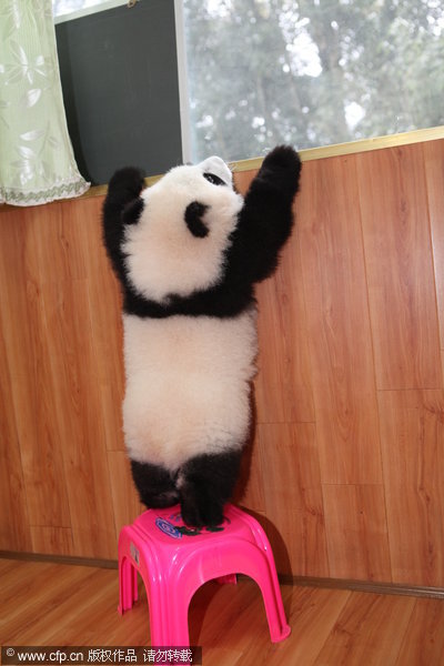 A panda tries to look out of the window at China&apos;s Giant Panda Protection and Research Center in Ya&apos;an, Dec 28, 2011.